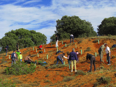 Plantación de arboles autoctonos