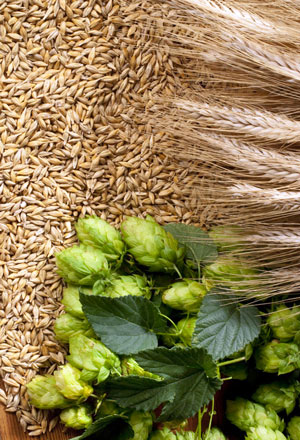 Lúpulo y Malta para elaborar Cerveza Artesana Lúpulo y Malta para elaborar Cerveza Artesana
