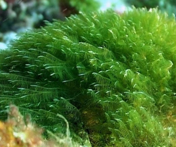 Alga Espirulina Alga Espirulina