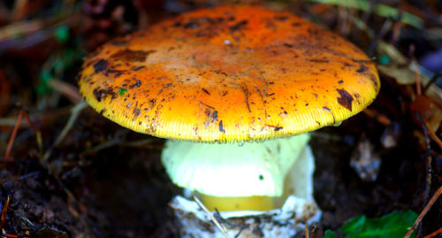 Amanita Cesarea