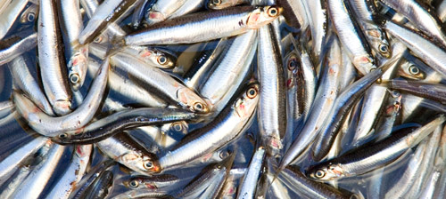 Anchoas del Cantábrico Anchoas del cantábrico