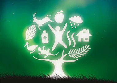 Año Internacional de los Bosques