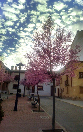 Alergias primaverales: cómo sobrevivir al polen en la Ribera del Duero
