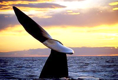 Ballena azul