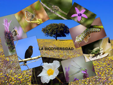 Emprendimiento Sostenible y Biodiversidad