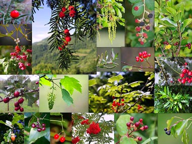 Biodiversidad