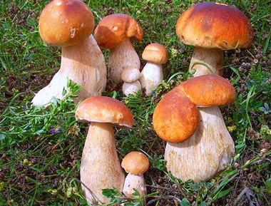 Boletus Edulis, uno de los manjares que se ofrecen en estas jornadas