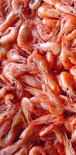Camarones