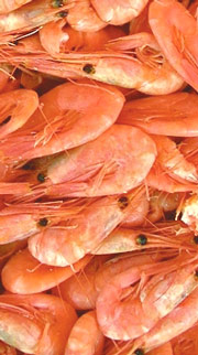 Camarones
