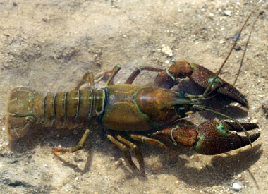 Cangrejo senal