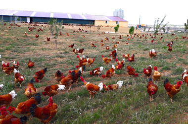 Pollos de corral y capones en Caleruega