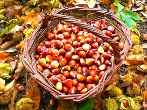 Cesta de castanas