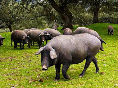 Castilla y León cuenta con la primera y única Marca de Garantía a nivel nacional para productos ibéricos: “Ibéricos de Salamanca”. “Ibéricos de Salamanca”