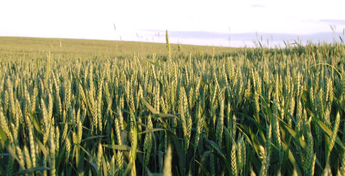 Campo de Cereal Campo de Cereal