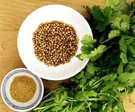 Cilantro