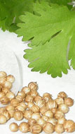 Cilantro