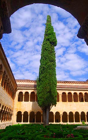 El célebre ciprés de Silos