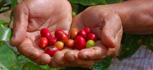 Granos de café procedentes de Comercio Justo