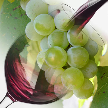 El Mundo del Vino