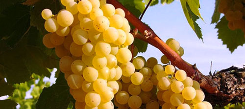 Rutas del Vino Rueda