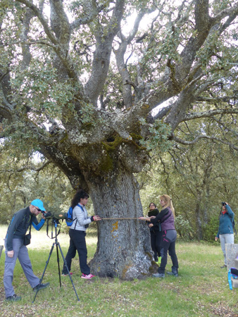 Encina hueca
