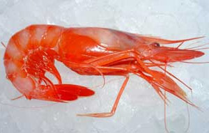 Gamba Gamba