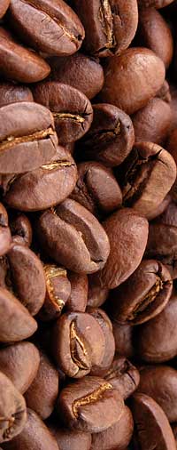 Grano de Café de Alta Calidad