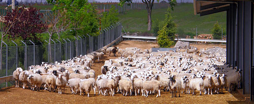 Lechazo de la IGP de Castilla y León. Fotografía: Agencias | Lechazo de la IGP de Castilla y León.