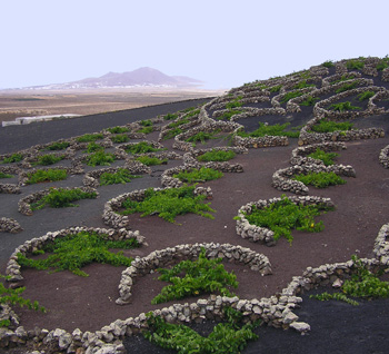 La Geria en Lanzarote