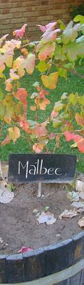 Cepa de Malbec