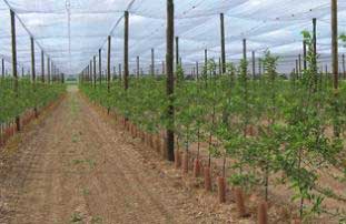 Plantación de manzanos de Nufri en La Rasa