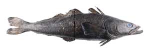 Merluza Negra