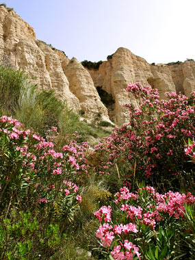 Plantas Silvestres