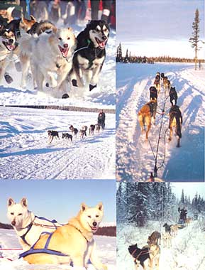 Mushing