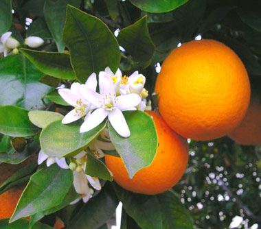 Variedades de Naranjas
