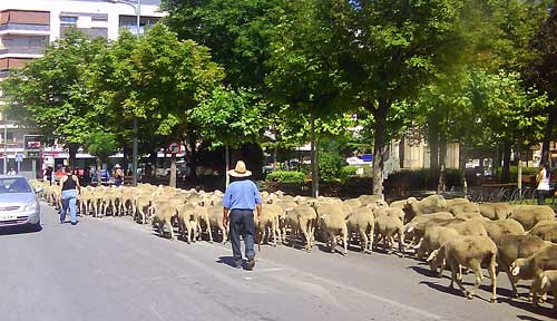 Ovejas por los Jardines de Don Diego