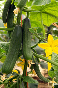 Planta de Pepino