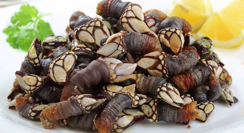 Percebes de la Ría de Pontevedra