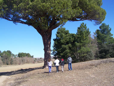 Gran Doncel o Pino Gordo (La Horra)