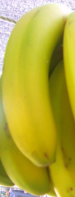Plátanos maduros