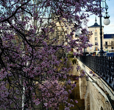 Marzo en flor: las plantas que anuncian la primavera