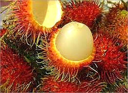 Rambután