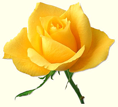Rosa amarilla