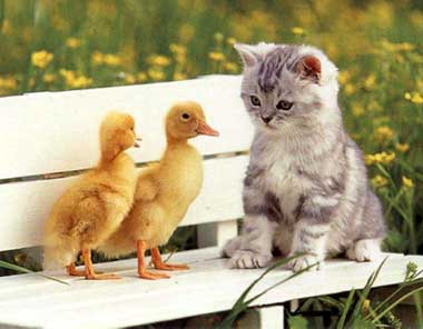 Sanidad animal