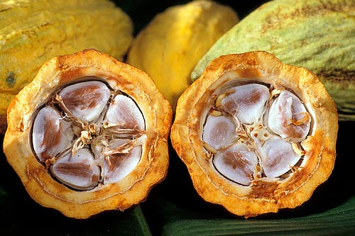 Comercio Justo. Semillas de Cacao. Comercio Justo. Semillas de Cacao.