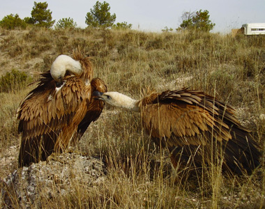 Buitres Leonados