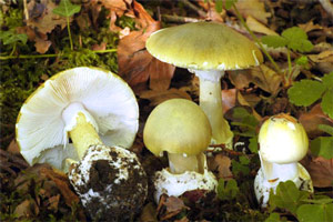 Tóxica: Amanita phalloides Tóxica: Amanita phalloides