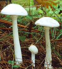 Tóxica: Amanita verna Tóxicas: Amanita verna