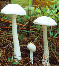 Tóxicas: Amanita verna