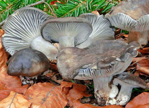 Hygrophorus marzuolus (Marzuelo)